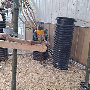 Misha the Blue-Throated Macaw (1/25/25)