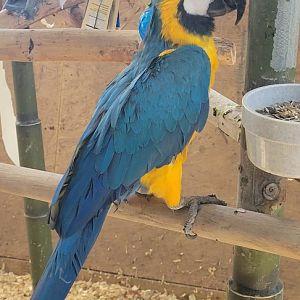 Freddy the Blue and Gold Macaw and Rico the Green-Winged Macaw (1/25/25)