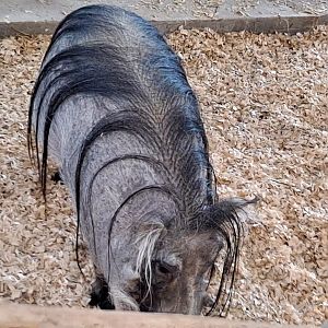 Scooter the Common Warthog (1/25/25)