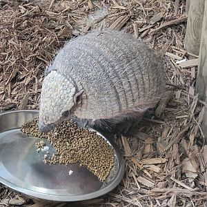 Snow the Large Hairy Armadillo (1/25/25)
