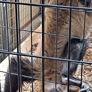 Linne's Two-Toed Sloth (1/25/25)