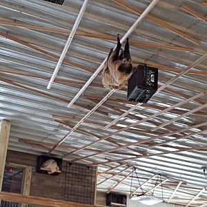 Ceiling sloths everywhere! (1/25/25)
