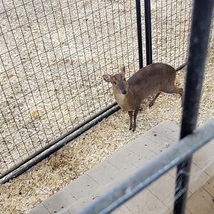 Reeves' Muntjac (1/25/25)