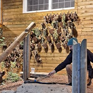 Indigo Snake Target Training (1/25/25)