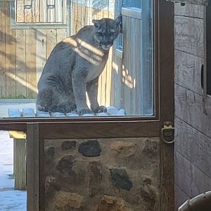 Big kitty scritches (1/25/25