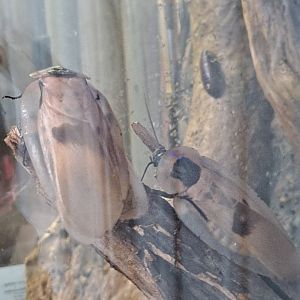 Giant Cave Cockroaches (1/25/25)
