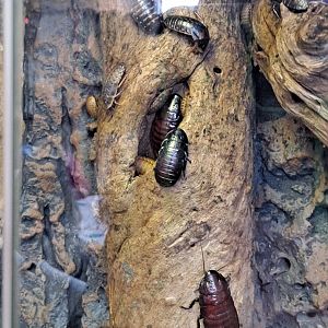 Wide-Horned Hissing Cockroaches (1/25/25)