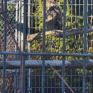 Eurasian Eagle-Owl (1/25/25)