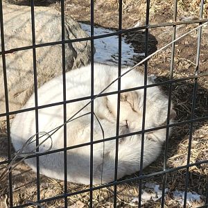 Arctic Fox (1/25/25)