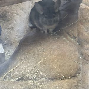Long-Tailed Chinchilla - Seen January 26, 2025