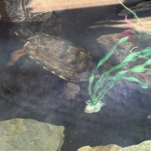 Wood Turtle - Seen January 26, 2025