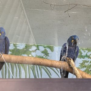 Hyacinth Macaw - Seen January 26, 2025
