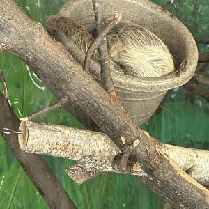 Linne’s Two-Toed Sloth - January 26, 2025