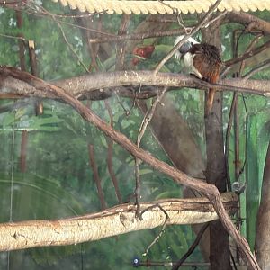 Cotton-top Tamarin - January 26, 2025