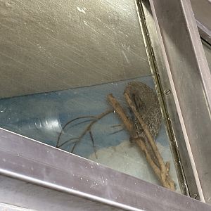 Prehensile-Tailed Porcupine - Seen on January 26th, 2025