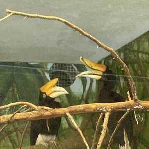 Rhinoceros Hornbill - Seen January 26th 2025