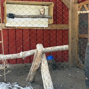 American Barn Owl - Seen January 26th 2025