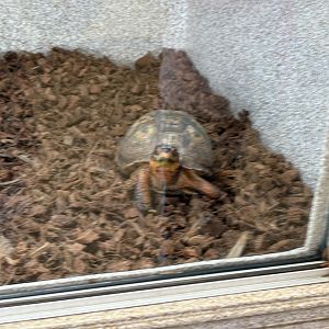 Eastern Box Turtle, Seen Jan 26 2025