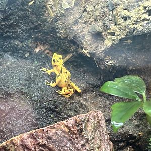 Panamanian Golden Frog - Seen Jan 26 2025
