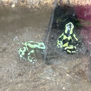 Green-and-Black Poison Dart Frog - Seen January 26, 2025