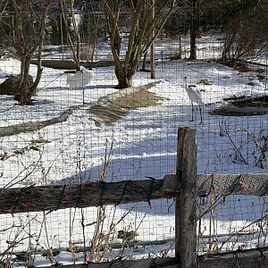 Whooping Crane - Jan 26, 2025