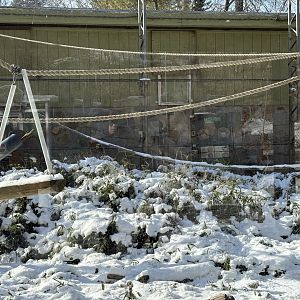 Gibbon Enclosure - Jan 26, 2025