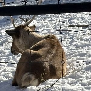 Reindeer - Jan 26 2025