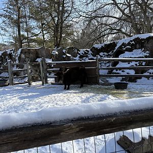 Domestic Yak - Jan 26 2025