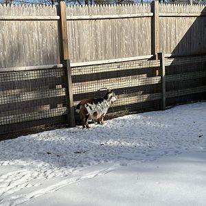 Anglo-Nubian Goat - Jan 26, 2025