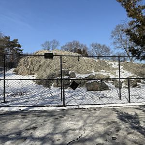 Markhor Enclosure - Jan 26, 2025