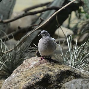 World of Birds - Pigeon ID?