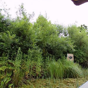 Southern cassowary enclosure from the riverboat 29.6.24