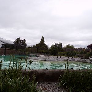 Humboldt penguin enclosure 29.6.24
