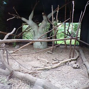 Fossa indoors 29.6.24