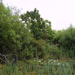 Southern cassowary enclosure from the riverboat 29.6.24