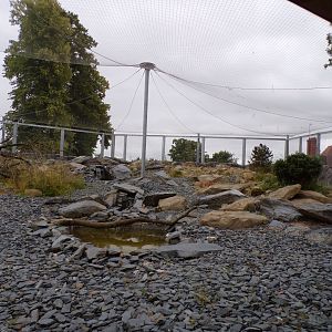 Snow leopard enclosure 29.6.24