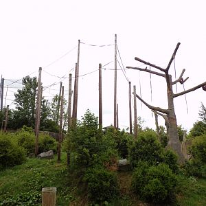 Sumatran orangutan enclosure 29.6.24