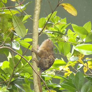 Pygmy marmoset 29.6.24