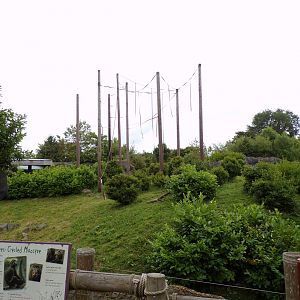 Sulawesi crested macaque enclosure 29.6.24