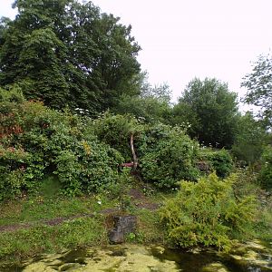 Andean bear enclosure 29.6.24