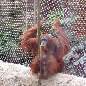 Sumatran orangutan with young 29.6.24