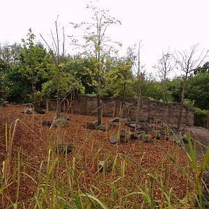 Visayan warty pig enclosure 29.6.24