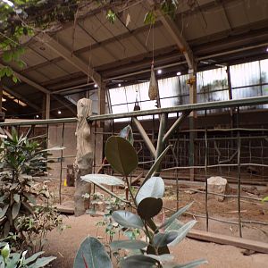 Asian elephant indoors 29.6.24