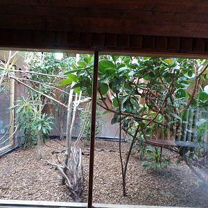 Miniature monkeys indoors 29.6.24