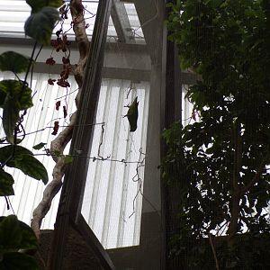 Blue-crowned hanging parrot 29.6.24