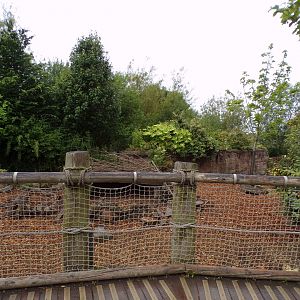 Visayan warty pig enclosure 29.6.24