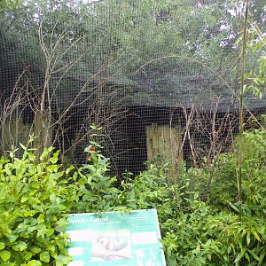 Prevost’s squirrel enclosure 29.6.24