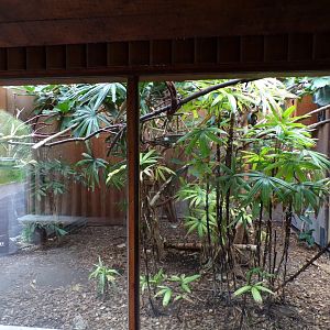 Miniature monkeys indoors 29.6.24