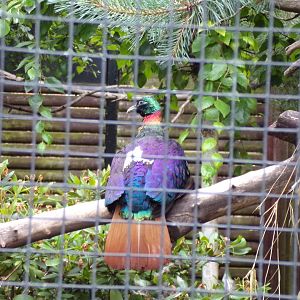 Himalayan monal 29.6.24