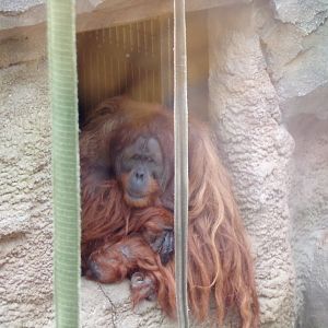 Male Sumatran orangutan 29.6.24